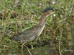 Florida_2007-2008-027